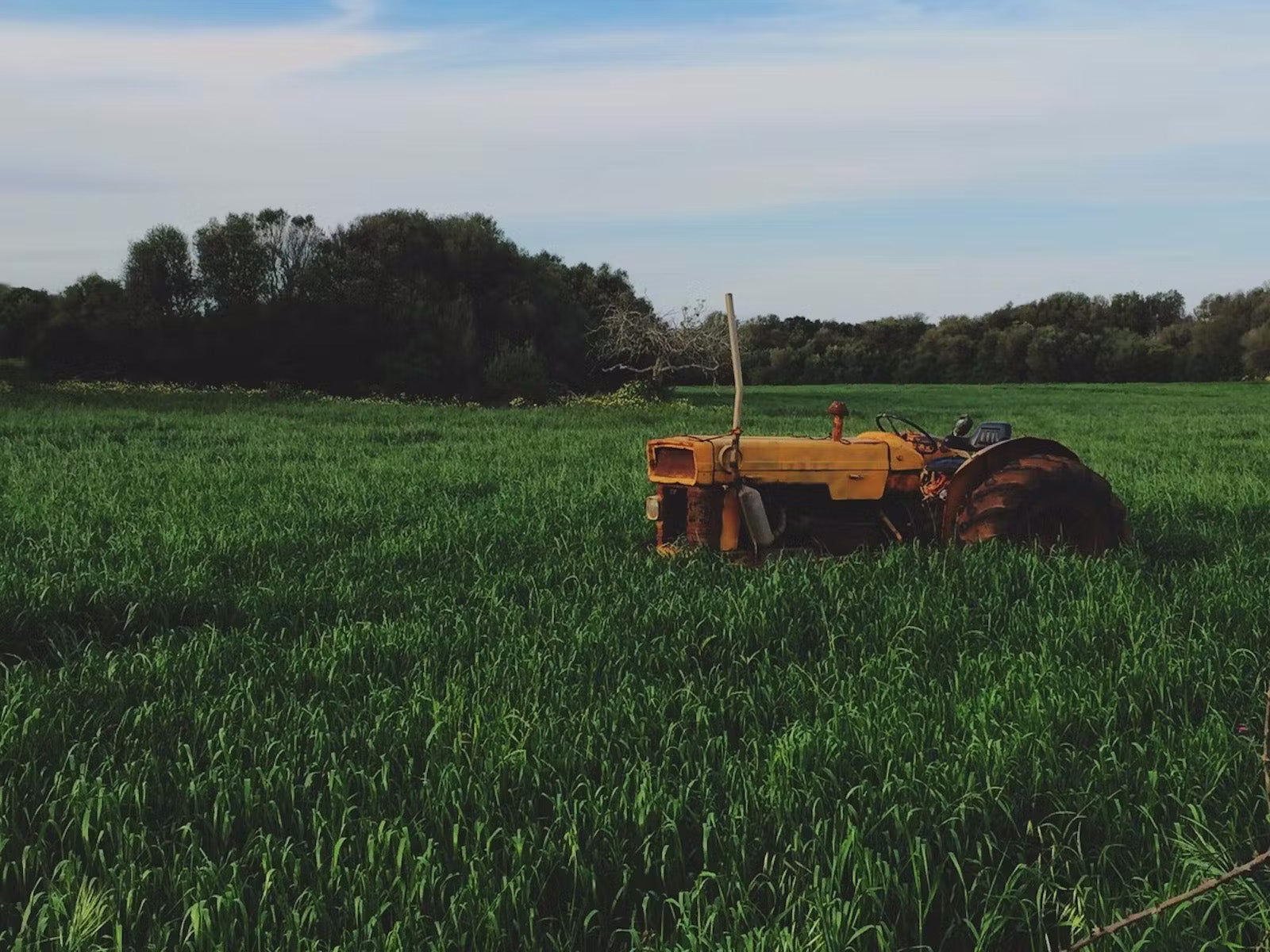 A lush green farm with a yellow tractor in the field