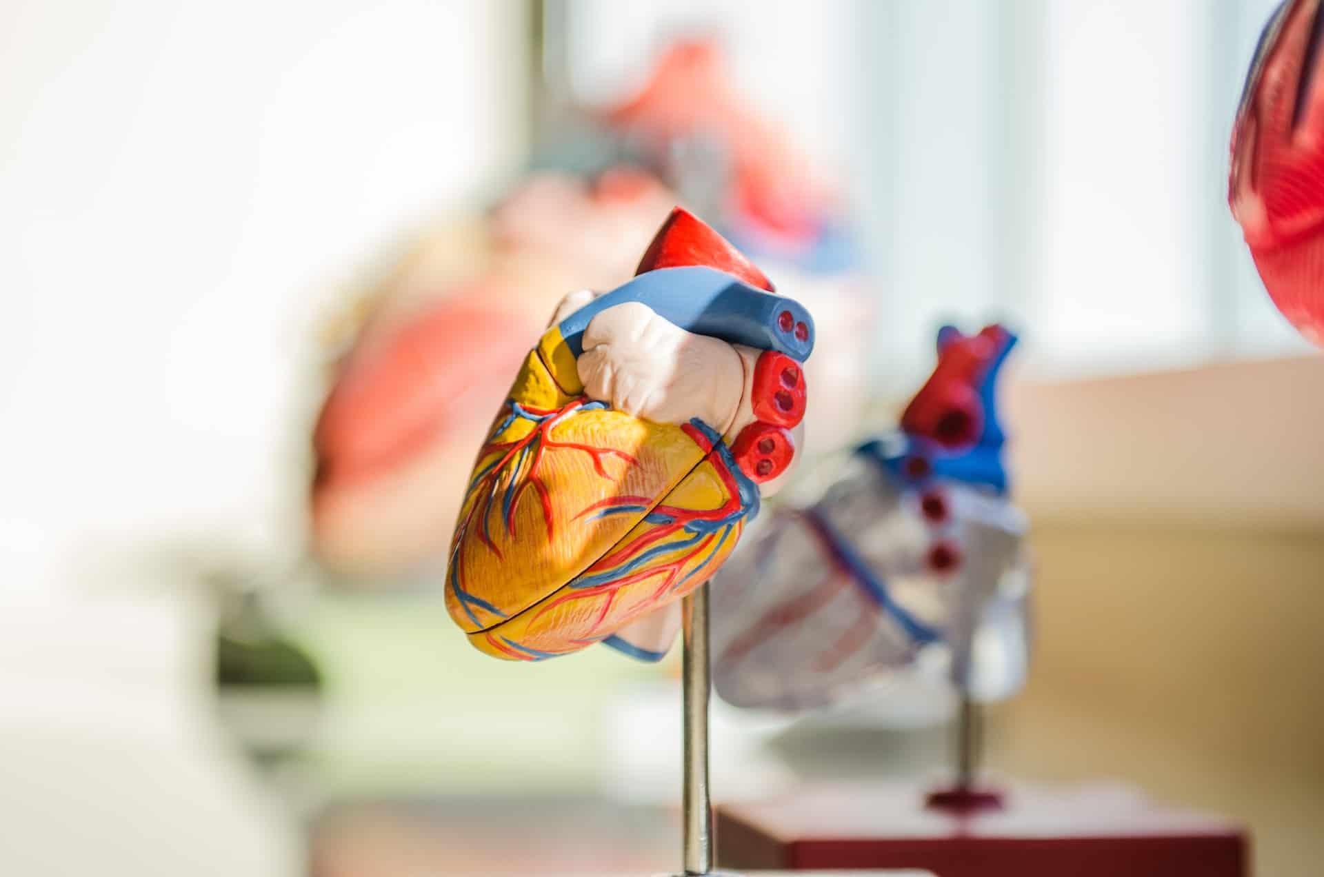A red and orange 3D model heart diagram