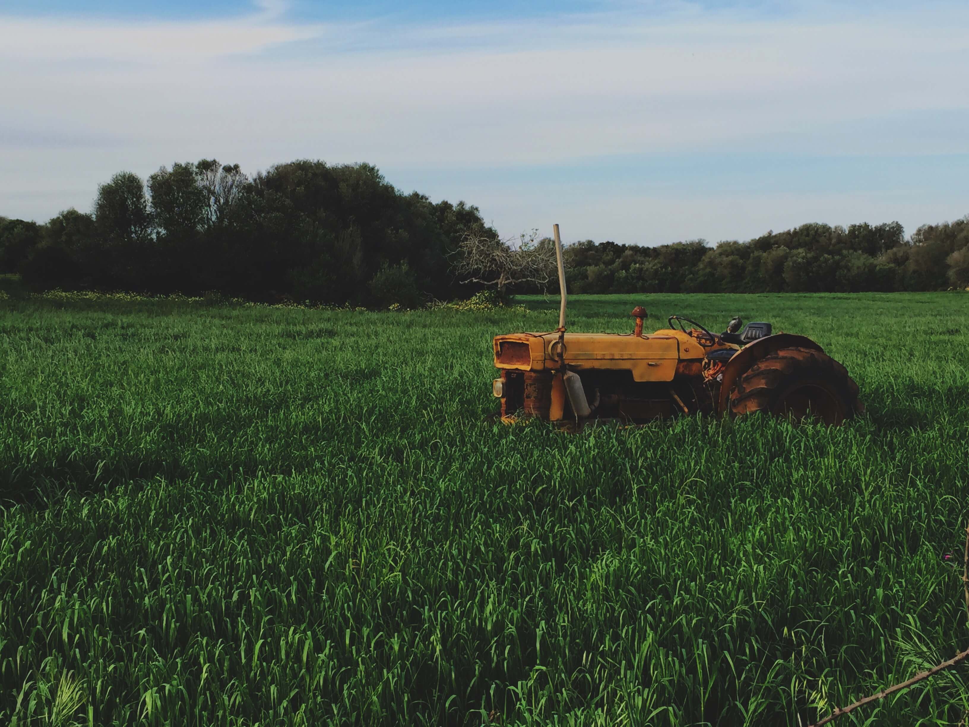 A yellow tractor in a lush green field of crops